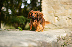 running Dachshund