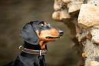 Dachshund Portrait