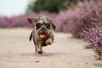 running Dachshund