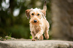 running Dachshund