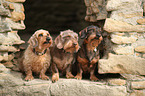 3 Dachshunds