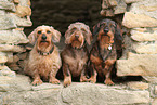 3 Dachshunds