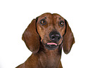 Dachshund Portrait