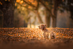 Dachshund at autumn