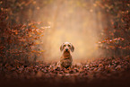 Dachshund at autumn