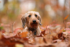 Dachshund in autumn