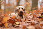 Dachshund in autumn