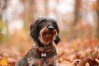 Dachshund in autumn