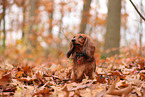 longhaired Dachshund in autumn