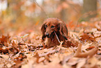 longhaired Dachshund in autumn