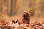 longhaired Dachshund in autumn