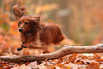 longhaired Dachshund in autumn