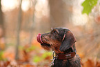 Dachshund in autumn