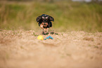 running Dachshund