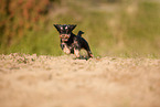running Dachshund