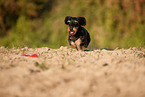 running Dachshund