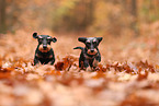 2 Dachshunds