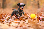 Dachshund in autumn