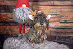 wirehaired Dachshund at christmas