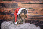 wirehaired Dachshund at christmas