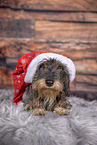 wirehaired Dachshund at christmas