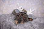 wirehaired Dachshund at christmas