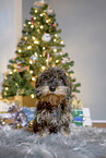 wirehaired Dachshund at christmas