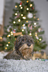 wirehaired Dachshund at christmas