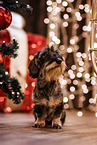 Dachshund at christmas
