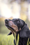 shorthaired Dachshund