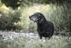 wirehaired Dachshund
