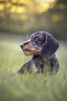 wirehaired Dachshund