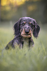 wirehaired Dachshund