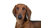 Dachshund Portrait