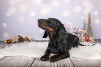 Dachshund between christmas decoration