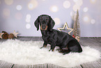 Dachshund between christmas decoration