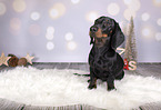 Dachshund between christmas decoration