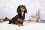 Dachshund between christmas decoration