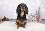 Dachshund between christmas decoration