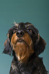 wirehaired Dachshund