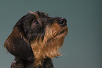 wirehaired Dachshund