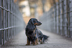 male Dachshund