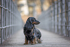 male Dachshund