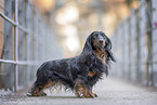 male Dachshund