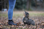 wirehaired Dachshund