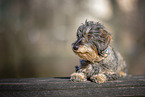 wirehaired Dachshund
