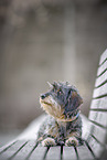 wirehaired Dachshund