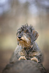 wirehaired Dachshund