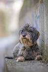 wirehaired Dachshund