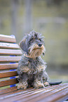 wirehaired Dachshund
